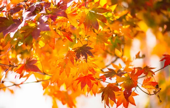 Autumn, leaves, macro, branch