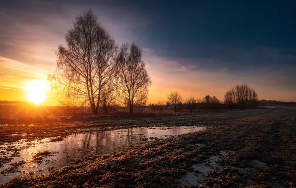 The sky, trees, sunset, dawn, shore, swamp, pond, overgrown