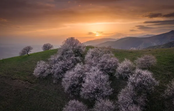 Light, trees, mountains, fog, dawn, hills, the slopes, spring