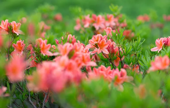 Leaves, flowers, pink, Bush, gently, azaleas