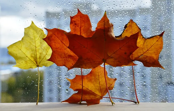 Picture autumn, leaves, drops, the city, rain, window, maple