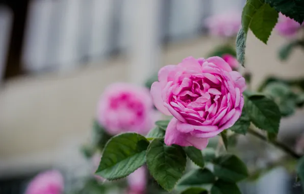 Pink, rose, Bush, tea