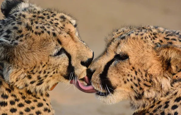 Picture animal, wildlife, big cats, cheeta