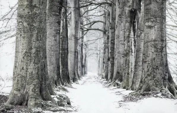 Picture winter, road, trees, fog