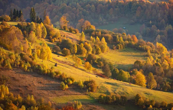 Autumn, trees, nature, hills, Carpathians