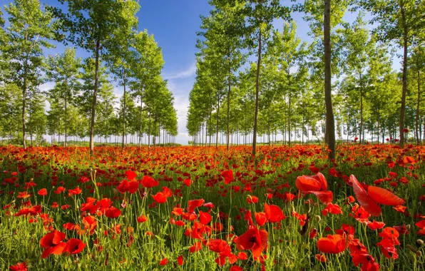 Greens, forest, summer, trees, flowers, Maki, red, grove