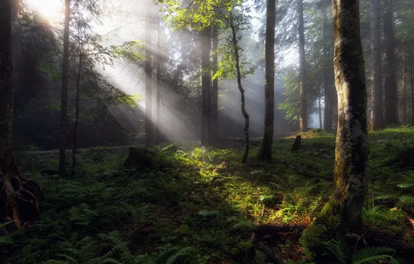 Forest, summer, light, morning