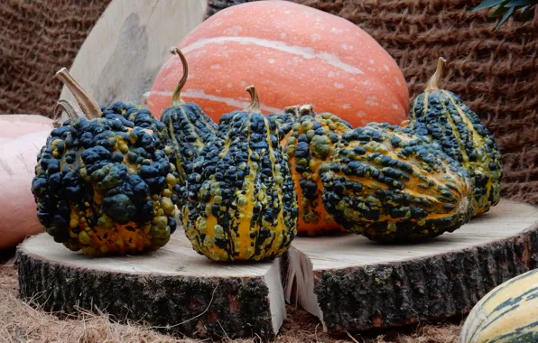 Autumn, widescreen, Wallpaper, harvest, pumpkin, pumpkin, wallpaper, widescreen