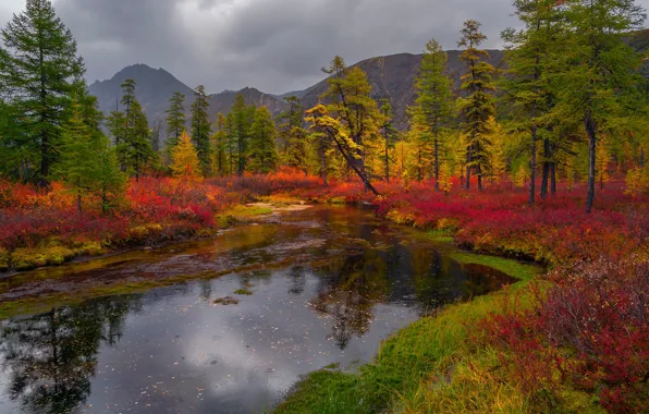 Autumn, forest, shore, pond