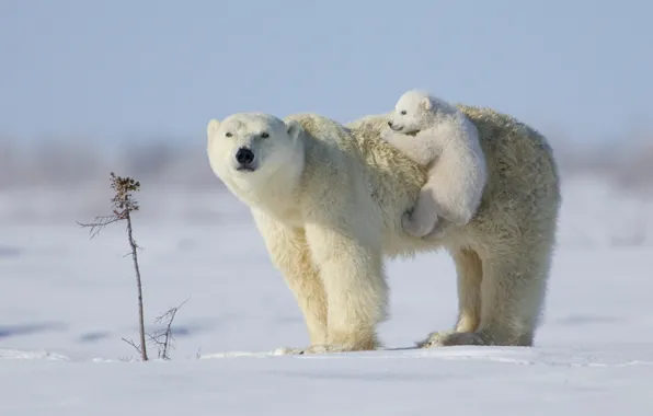 Picture white, puppy, snow, teddy bear, situation, bears, Polar bears