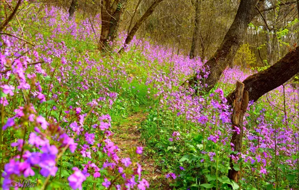 Nature, spring, flowers, flowering, spring, Flowering