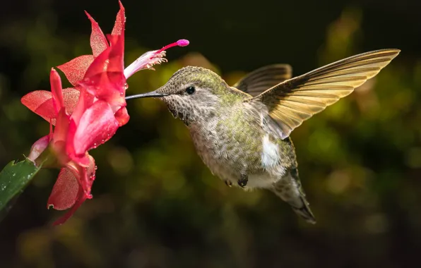 Picture flower, Hummingbird, bird, Decembrist, schlumbergera, William Lee