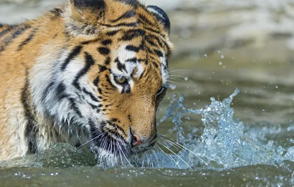 Picture cat, look, face, water, squirt, tiger, bathing, Amur