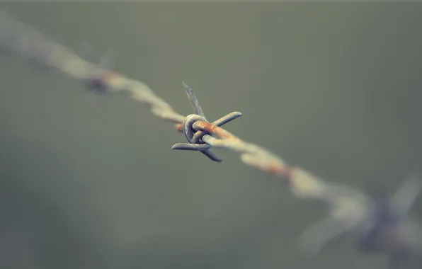 Picture background, the fence, barbed wire
