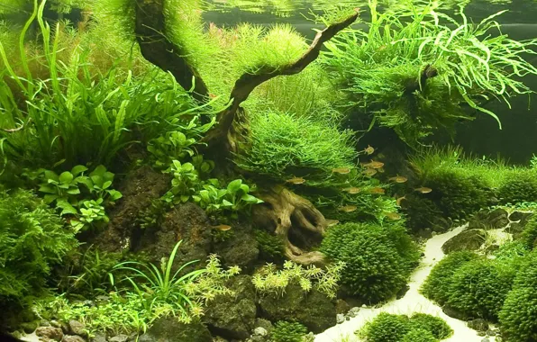 Picture fish, aquarium, plants