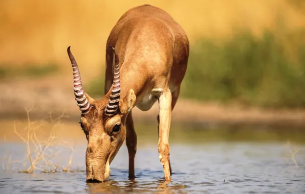 Lake, antelope, saiga