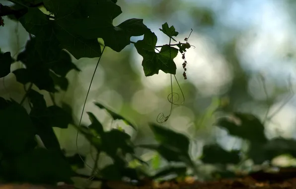 Leaves, macro, nature, photo, plant, grapes