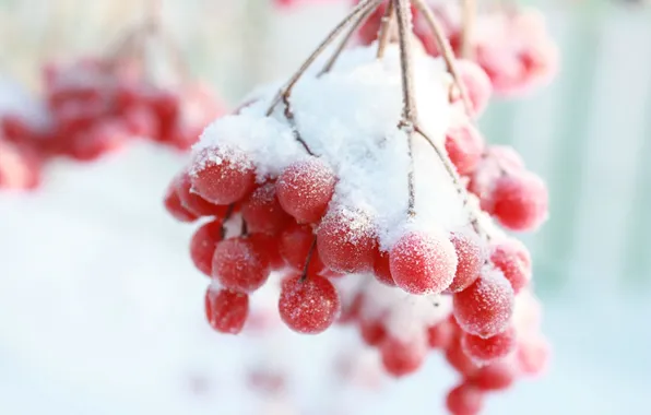 Picture winter, snow, nature, Rowan