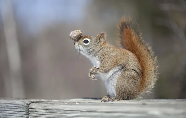 Picture protein, bumps, talent, balance