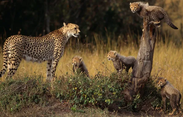 Animals, family, Cheetah, cubs