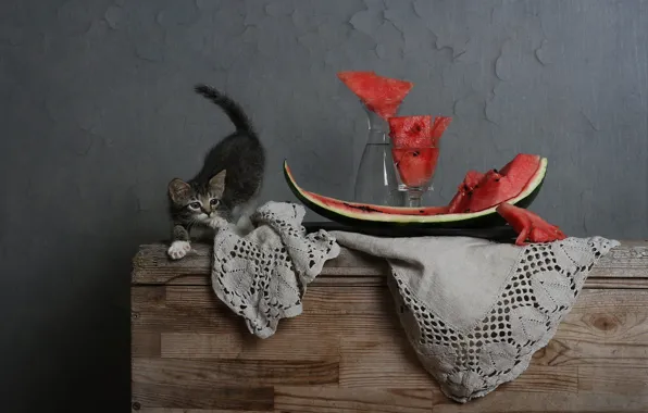 Cat, pose, kitty, grey, wall, glass, watermelon, fabric