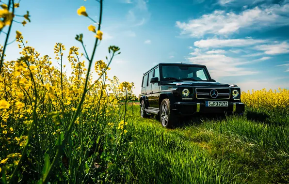 Picture Mercedes-Benz, Car, Sky, Grass, Front, Flowers, AMG, Black