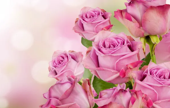 Picture roses, pink, blossom, flowers, beautiful, roses