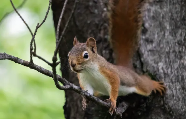 Picture nature, pose, tree, animal, branch, protein, animal, rodent