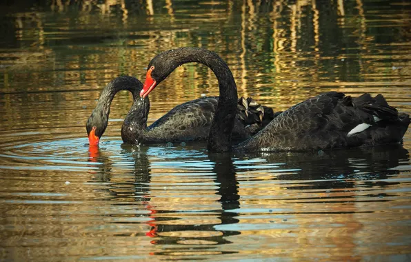 Birds, reflection, pair, swans, pond, black, two swans