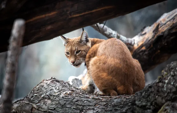 Roof, look, trees, pose, Board, canopy, log, lynx