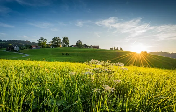 Picture road, greens, field, the sky, grass, the sun, rays, trees