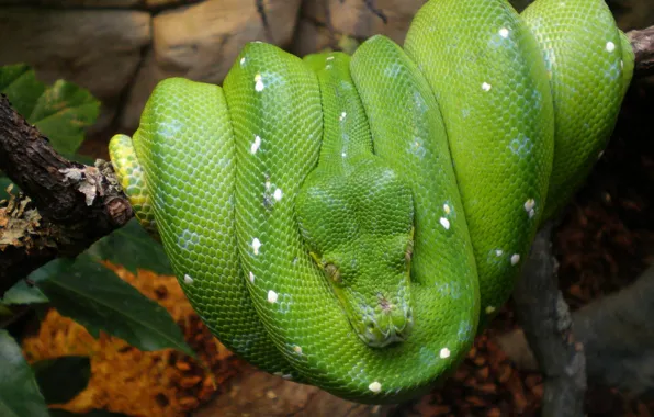 Picture forest, snake, branch, Green