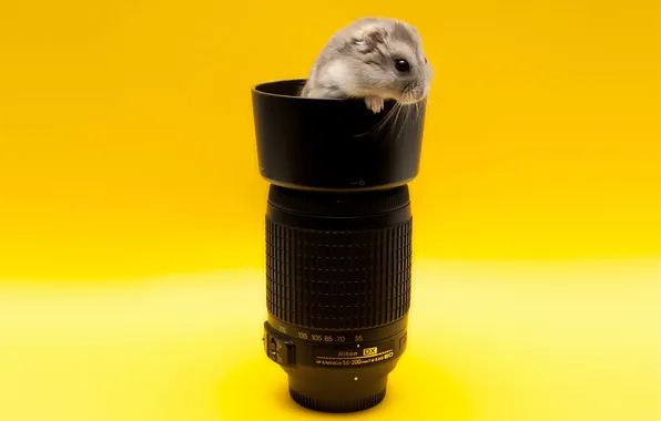 Picture art, lens, Hamster, yellow background