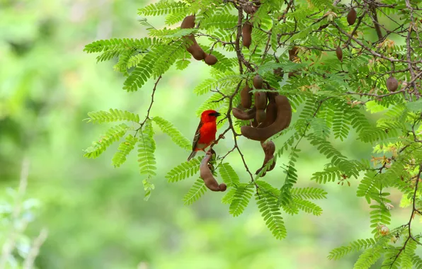 Picture bird, bokeh, tamarind