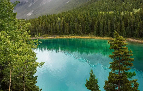 Greens, forest, trees, mountains, river, Banff National Park, Canada, Bow River