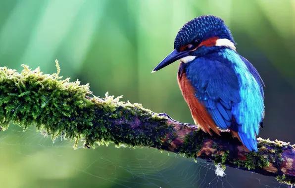 Bird, branch, kingfisher