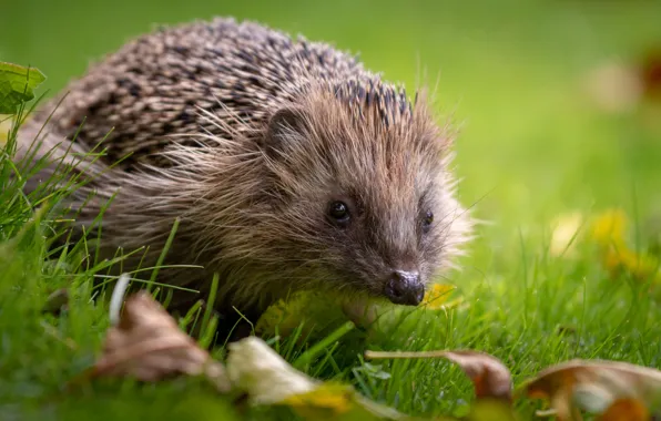 Greens, autumn, grass, look, leaves, portrait, muzzle, hedgehog