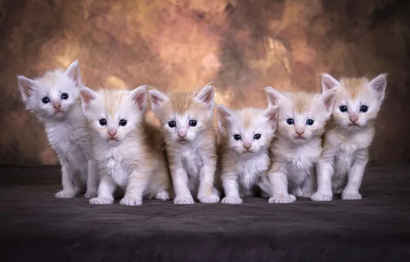 Cat, look, cats, pose, kitty, together, kittens, red
