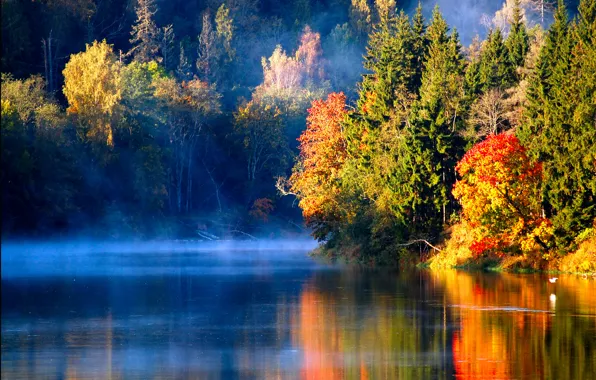 Picture autumn, forest, fog, river, bird, morning, Latvian autumn
