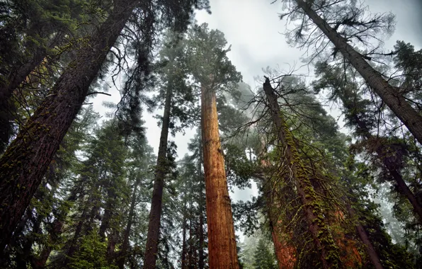 Picture forest, nature, fog, moss, tree, Sequoia