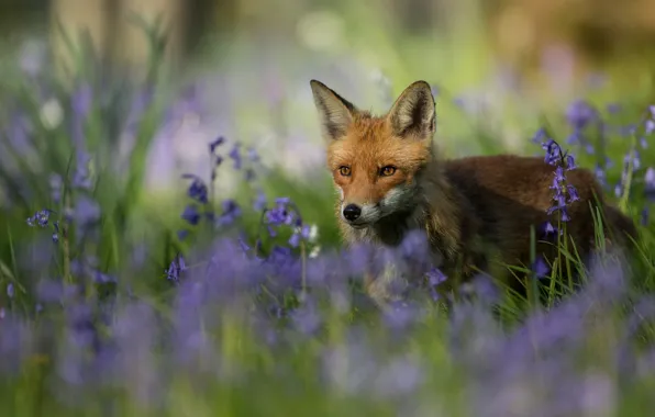 Picture summer, grass, look, face, flowers, nature, glade, spring