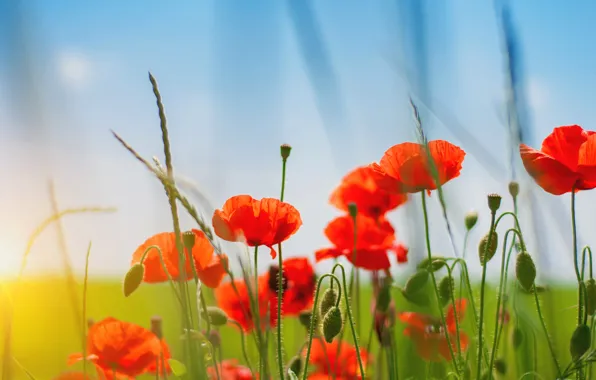 Picture field, summer, the sky, grass, flowers, nature, Maki