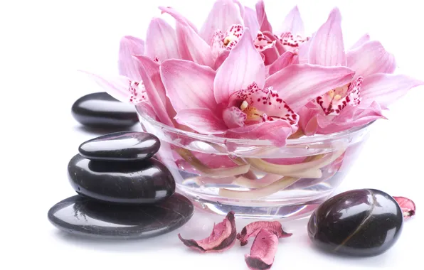 Picture petals, bowl, Orchid, Orchid, petals, bowl, Spa stones, Spa stones