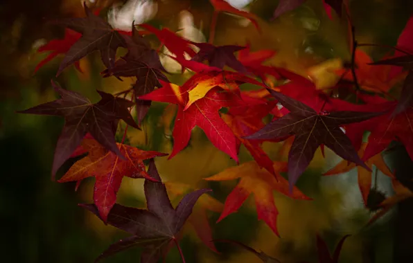 Autumn, leaves, the dark background, red, maple, bokeh, autumn leaves