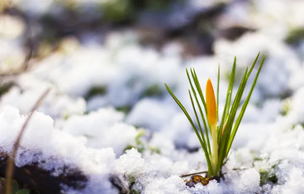 Snow, nature, spring, flower, nature, snow, spring, flower