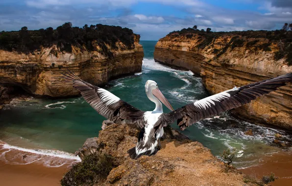 Sea, rocks, bird, Pelican