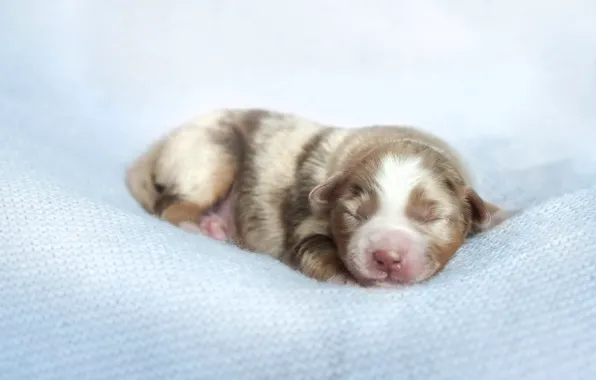 Picture comfort, dog, puppy