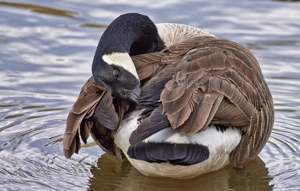 Water, lake, goose