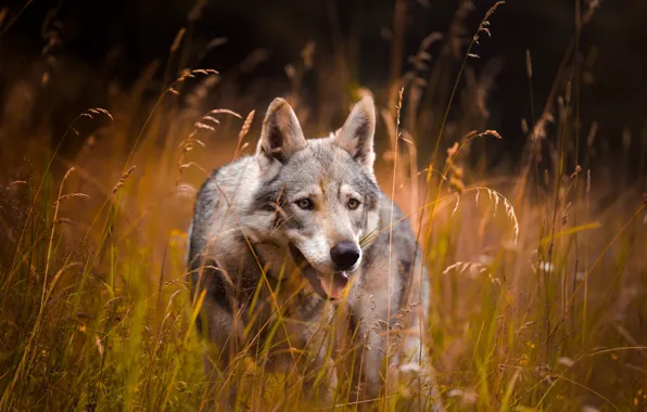 Picture field, language, grass, look, face, grey, wolf, spikelets