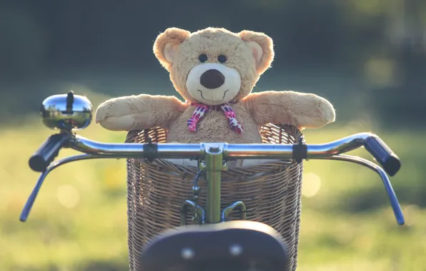 Summer, sunset, bike, basket, toy, bear, bear, summer